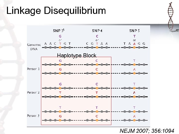 Linkage Disequilibrium Haplotype Block NEJM 2007; 356: 1094 