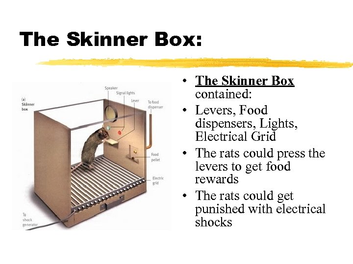 The Skinner Box: • The Skinner Box contained: • Levers, Food dispensers, Lights, Electrical