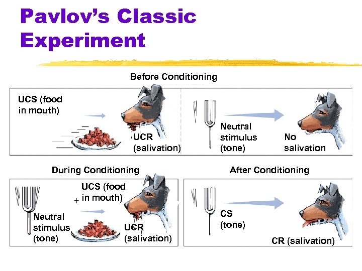 Pavlov’s Classic Experiment Before Conditioning UCS (food in mouth) UCR (salivation) During Conditioning Neutral