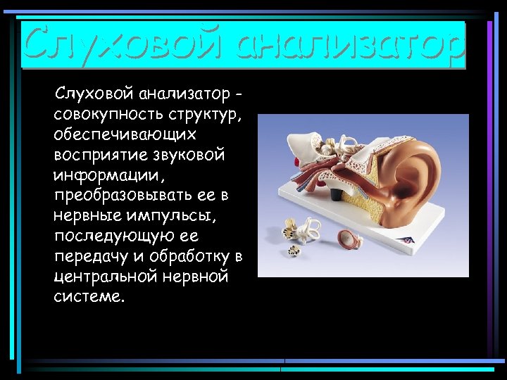 Слуховой анализатор совокупность структур, обеспечивающих восприятие звуковой информации, преобразовывать ее в нервные импульсы, последующую