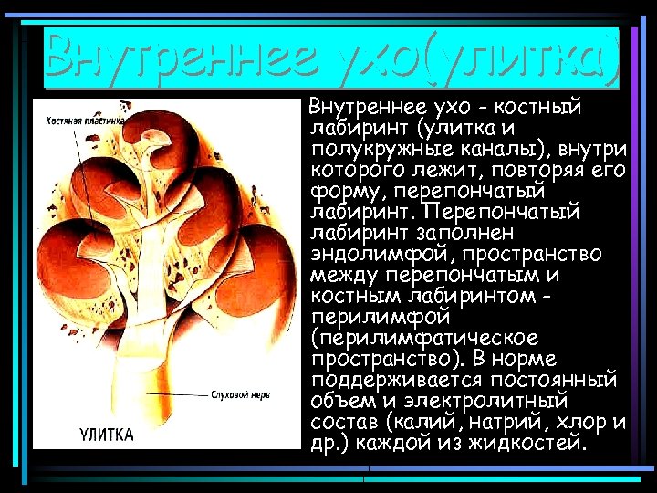 Внутреннее ухо - костный лабиринт (улитка и полукружные каналы), внутри которого лежит, повторяя его