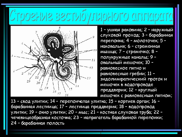 1 – ушная раковина; 2 – наружный слуховой проход; 3 – барабанная перепонка; 4