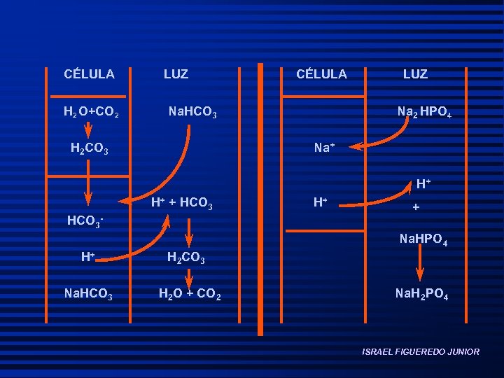 CÉLULA H 2 O+CO 2 LUZ CÉLULA Na. HCO 3 H 2 CO 3