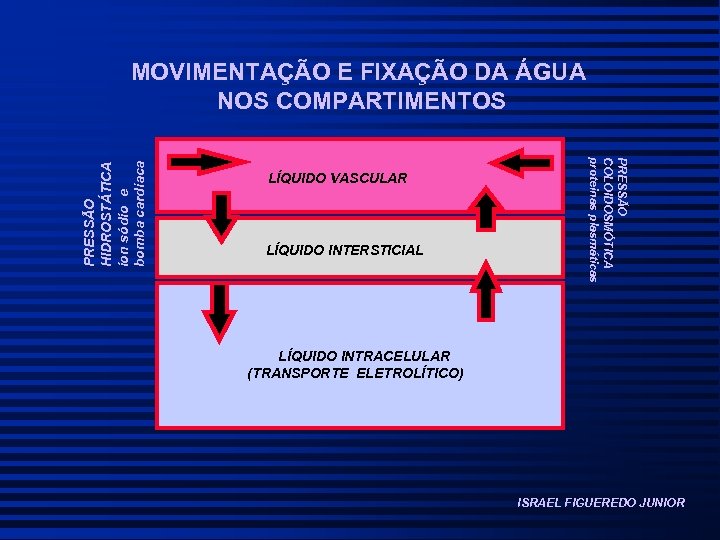 LÍQUIDO VASCULAR LÍQUIDO INTERSTICIAL PRESSÃO COLOIDOSMÓTICA proteinas plasmáticas PRESSÃO HIDROSTÁTICA ion sódio e bomba