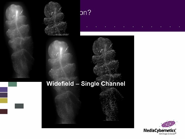 What is Deconvolution? Widefield – Single Channel 