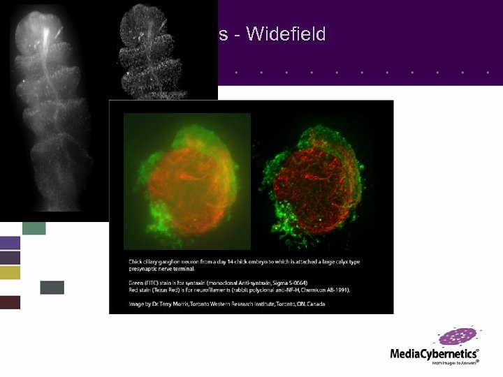 Multiple Wavelengths - Widefield 