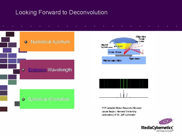 Looking Forward to Deconvolution Numerical Aperture Emissive Wavelength Spherical Aberration YFP Labeled Motor Neurons