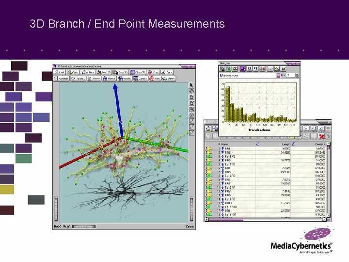 3 D Branch / End Point Measurements 
