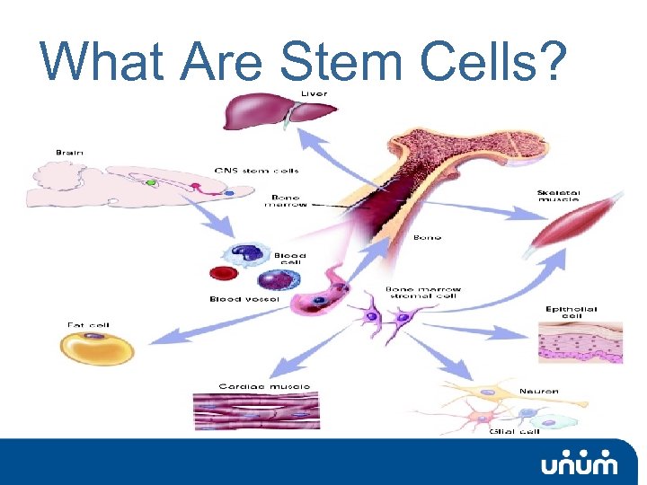 What Are Stem Cells? 