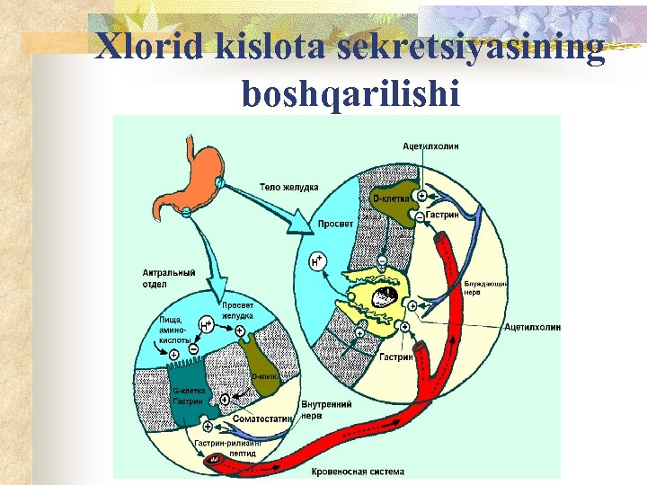 Xlorid kislota sekretsiyasining boshqarilishi 