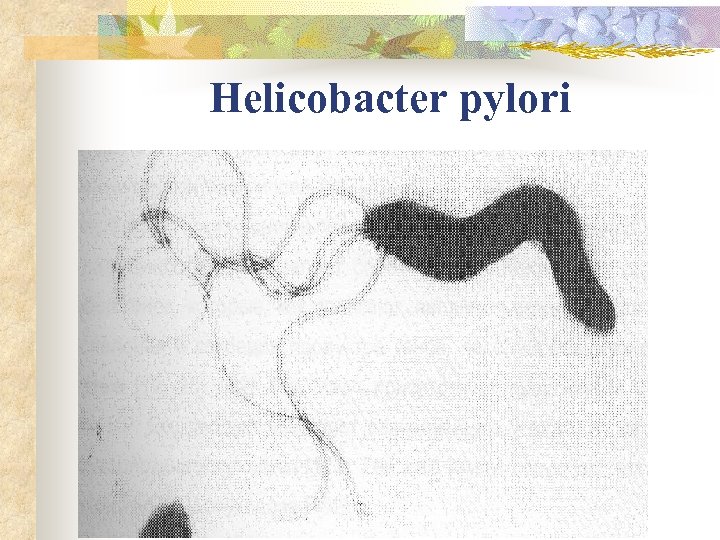 Helicobacter pylori 