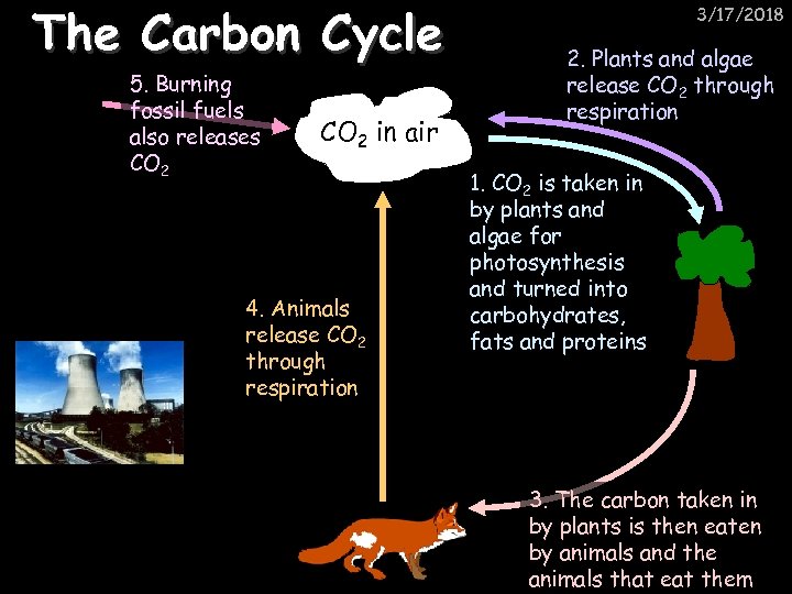 The Carbon Cycle 5. Burning fossil fuels also releases CO 2 in air 4.