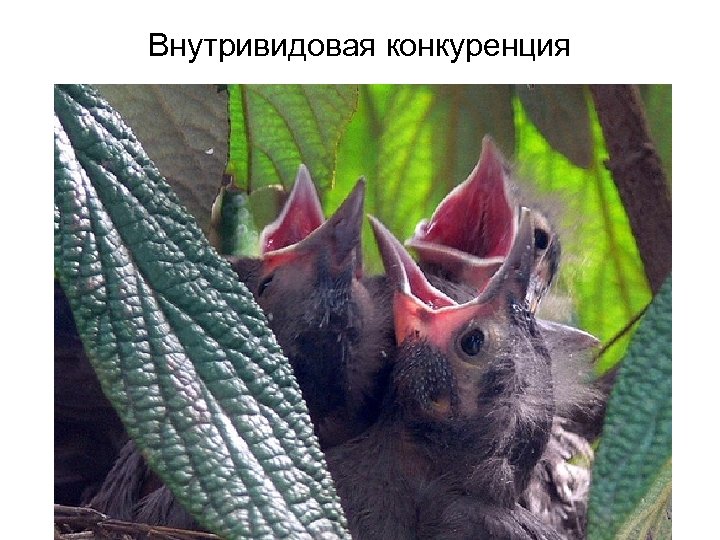 Внутривидовая конкуренция 