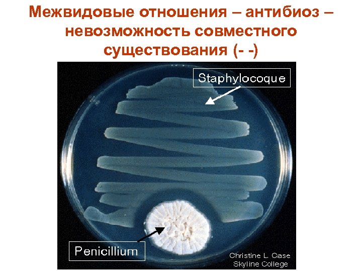 Межвидовые отношения – антибиоз – невозможность совместного существования (- -) 