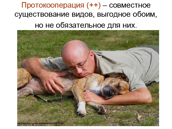 Протокооперация (++) – совместное существование видов, выгодное обоим, но не обязательное для них. http: