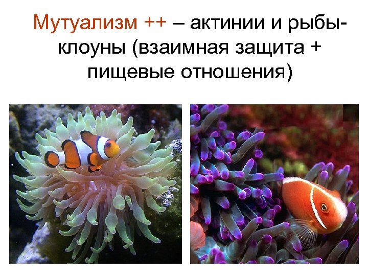 Мутуализм ++ – актинии и рыбыклоуны (взаимная защита + пищевые отношения) 