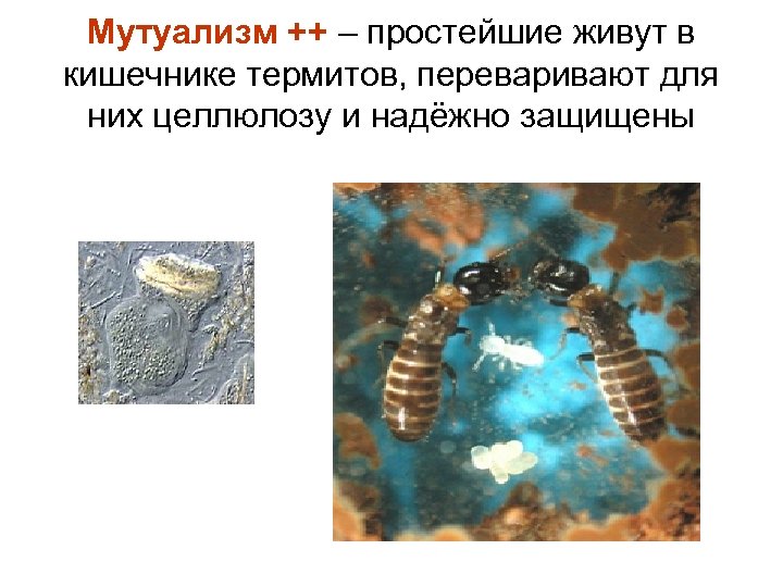 Мутуализм ++ – простейшие живут в кишечнике термитов, переваривают для них целлюлозу и надёжно