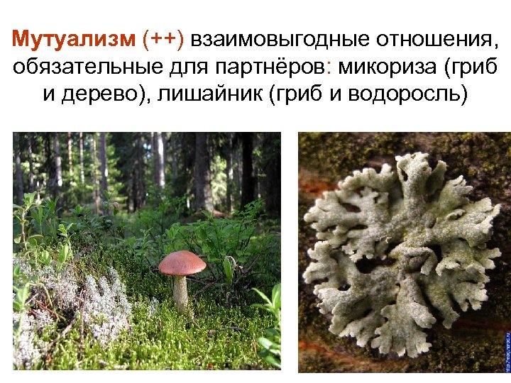 Мутуализм (++) взаимовыгодные отношения, обязательные для партнёров: микориза (гриб и дерево), лишайник (гриб и