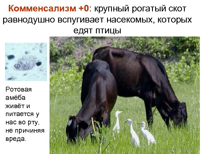 Комменсализм +0: крупный рогатый скот равнодушно вспугивает насекомых, которых едят птицы Ротовая амёба живёт