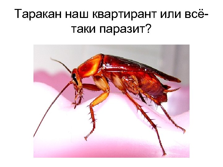 Таракан наш квартирант или всётаки паразит? 