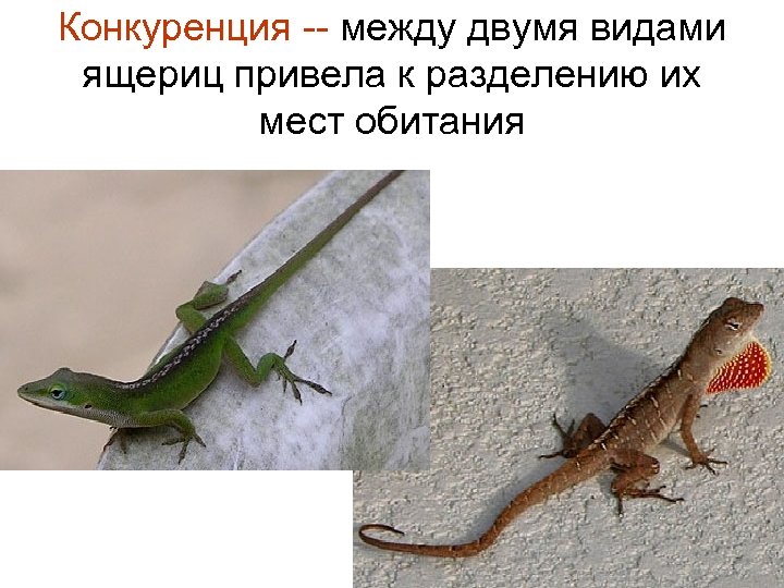 Конкуренция -- между двумя видами ящериц привела к разделению их мест обитания 