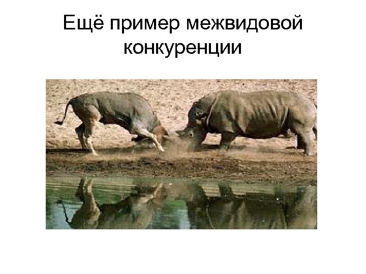 Ещё пример межвидовой конкуренции 