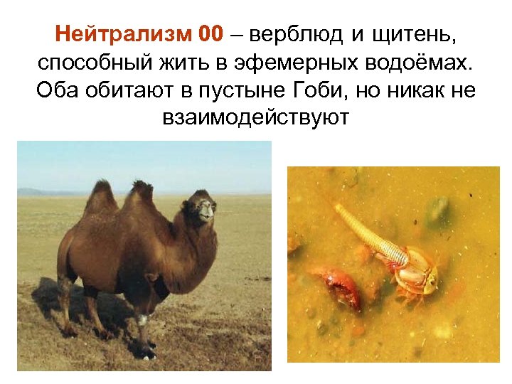 Нейтрализм 00 – верблюд и щитень, способный жить в эфемерных водоёмах. Оба обитают в