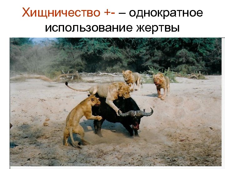 Хищничество +- – однократное использование жертвы 