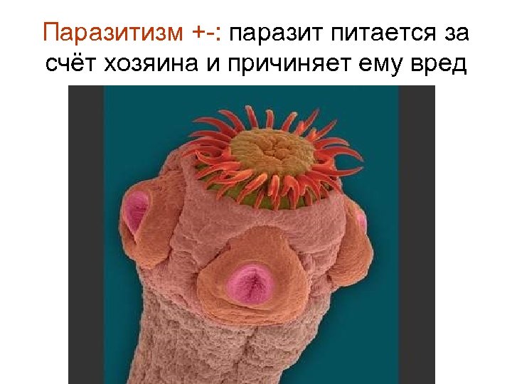Паразитизм +-: паразит питается за счёт хозяина и причиняет ему вред 