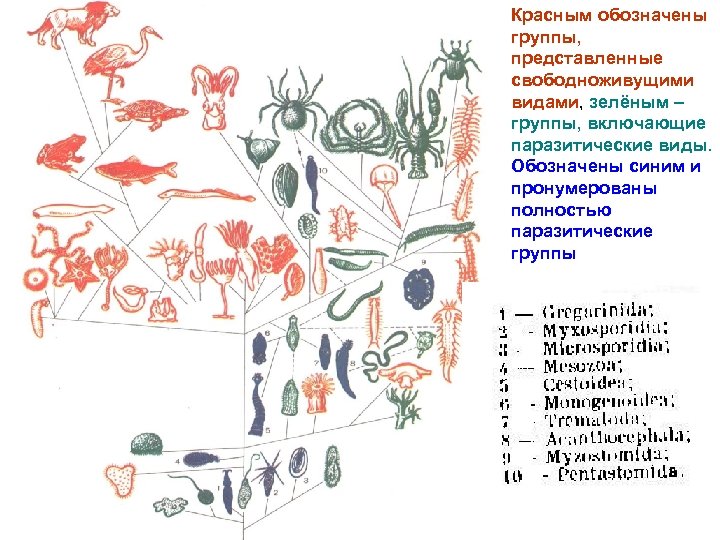 Красным обозначены группы, представленные свободноживущими видами, зелёным – группы, включающие паразитические виды. Обозначены синим
