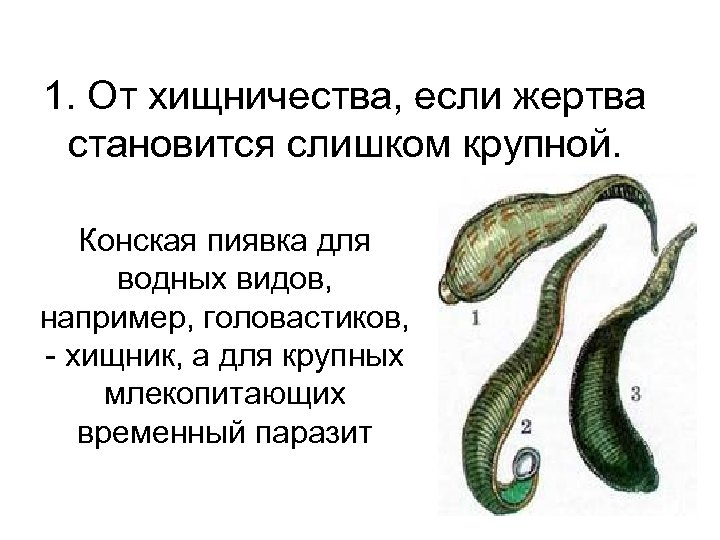 1. От хищничества, если жертва становится слишком крупной. Конская пиявка для водных видов, например,