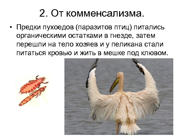 2. От комменсализма. • Предки пухоедов (паразитов птиц) питались органическими остатками в гнезде, затем