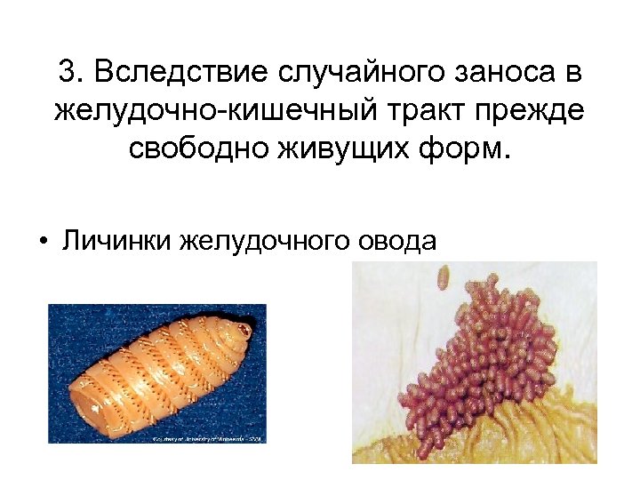3. Вследствие случайного заноса в желудочно-кишечный тракт прежде свободно живущих форм. • Личинки желудочного