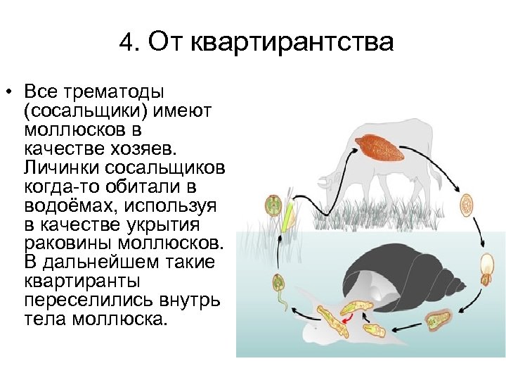 4. От квартирантства • Все трематоды (сосальщики) имеют моллюсков в качестве хозяев. Личинки сосальщиков