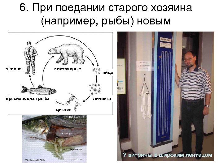 6. При поедании старого хозяина (например, рыбы) новым человек плотоядные пресноводная рыба яйцо личинка