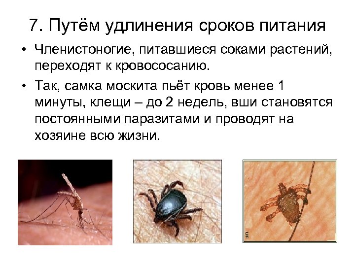 7. Путём удлинения сроков питания • Членистоногие, питавшиеся соками растений, переходят к кровососанию. •