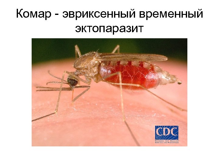 Комар - эвриксенный временный эктопаразит 