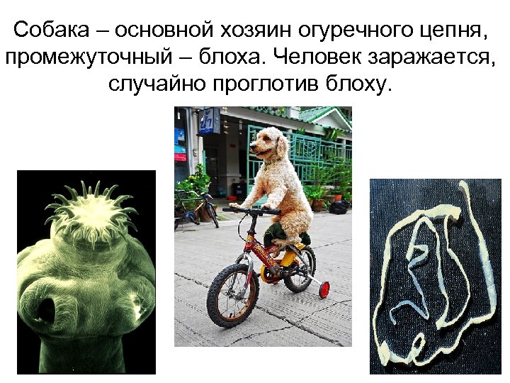 Собака – основной хозяин огуречного цепня, промежуточный – блоха. Человек заражается, случайно проглотив блоху.