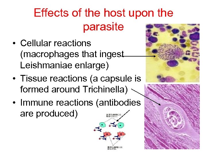 Effects of the host upon the parasite • Cellular reactions (macrophages that ingest Leishmaniae