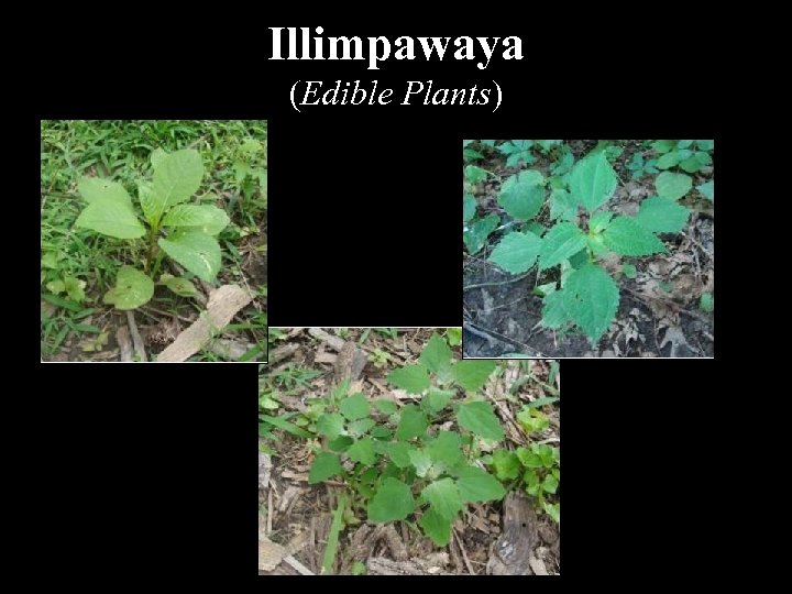 Illimpawaya (Edible Plants) 