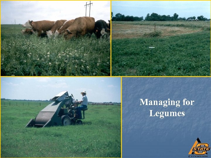 Managing for Legumes 