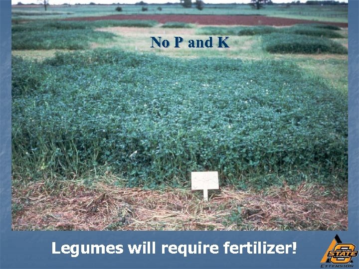 No P and K Legumes will require fertilizer! 