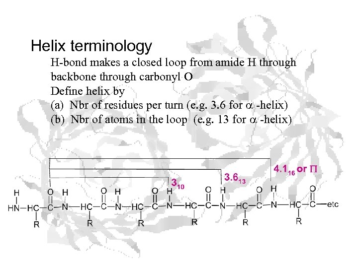 Helix terminology H-bond makes a closed loop from amide H through backbone through carbonyl