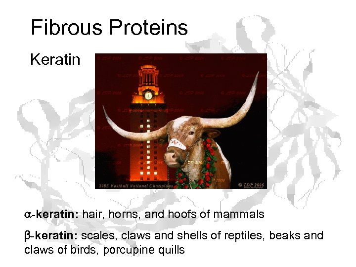 Fibrous Proteins Keratin a-keratin: hair, horns, and hoofs of mammals b-keratin: scales, claws and