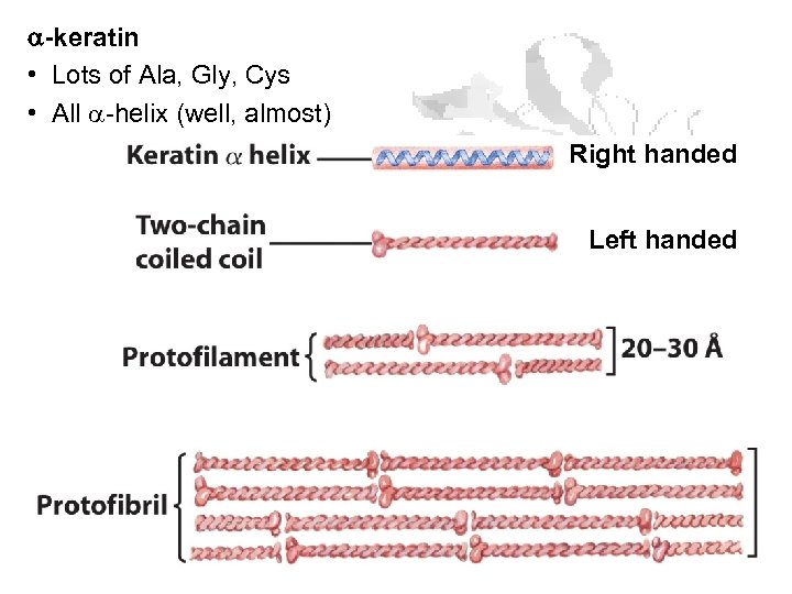 a-keratin • Lots of Ala, Gly, Cys • All a-helix (well, almost) Right handed
