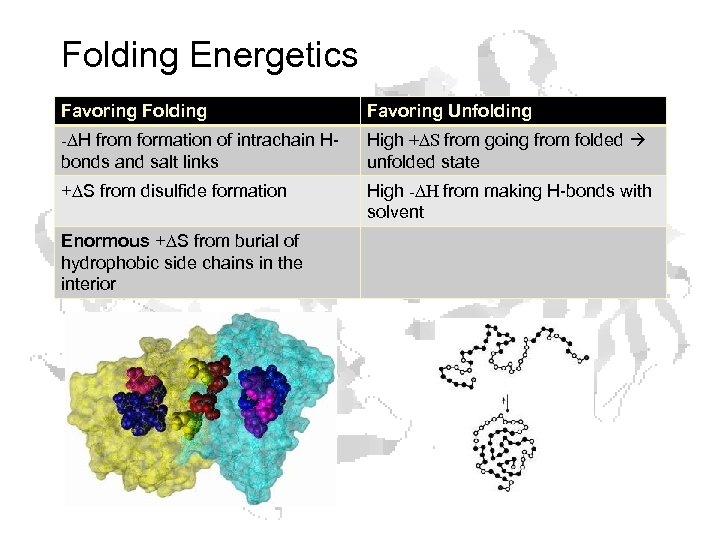 Folding Energetics Favoring Folding Favoring Unfolding -DH from formation of intrachain Hbonds and salt