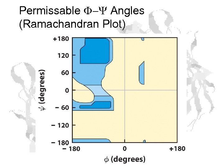 Permissable F-Y Angles (Ramachandran Plot) 