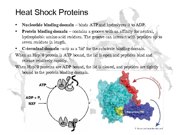 Heat Shock Proteins • • Nucleotide binding domain – binds ATP and hydrolyzes it