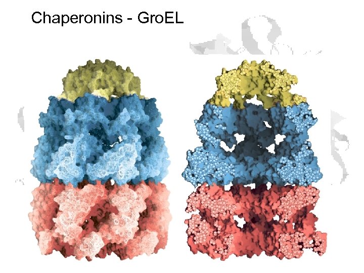 Chaperonins - Gro. EL 