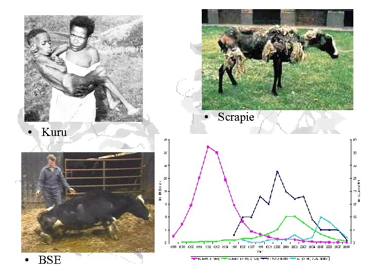  • Scrapie • Kuru • BSE 